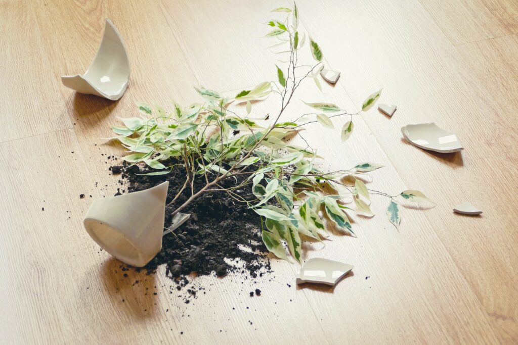 Ficus Benjamina has fallen on the floor, broken flowerpot, dirt and pieces of ceramic pot